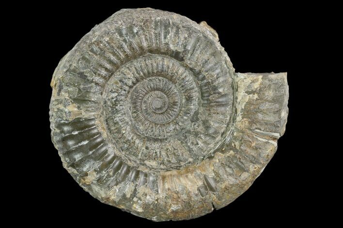 Ammonite (Dactylioceras) Fossil - England #127495